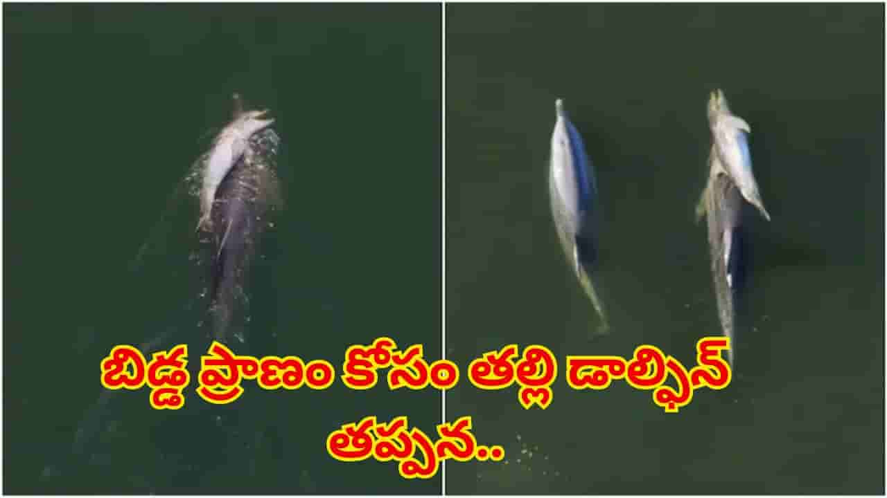 చనిపోయిన బిడ్డను వీపుపై మోస్తూ సముద్రంలో తల్లి డాల్ఫిన్ తపన.. గుండెలను పిండేస్తున్న దృశ్యం!