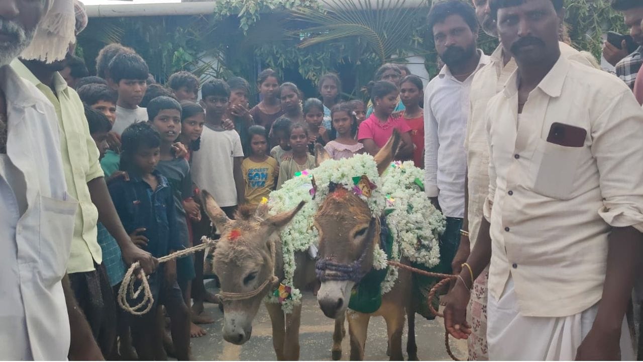 డప్పు వాయిద్యాలతో గాడిదలను ఊరేగింపుగా తీసుకొచ్చి సాంప్రదాయ పద్ధతిలో పూజలు చేసి, గాడిదలపై పసుపు నీళ్లు చల్లుతారు. వివాహానికి సిద్ధం చేసిన గాడిదలకు పసుపు, కుంకుమతో బొట్టు పెట్టి.. పూలతో అలంకరించి పూజ చేశారు. అచ్చం మనుషులకు చేసే పెళ్లి తంతులో మాదిరిగా ఒడి బియ్యం పెట్టారు. దండలు కూడా మార్చి  తాళి కట్టించి అక్షింతలు వేసి గాడిదలను ఆశీర్వదించారు.