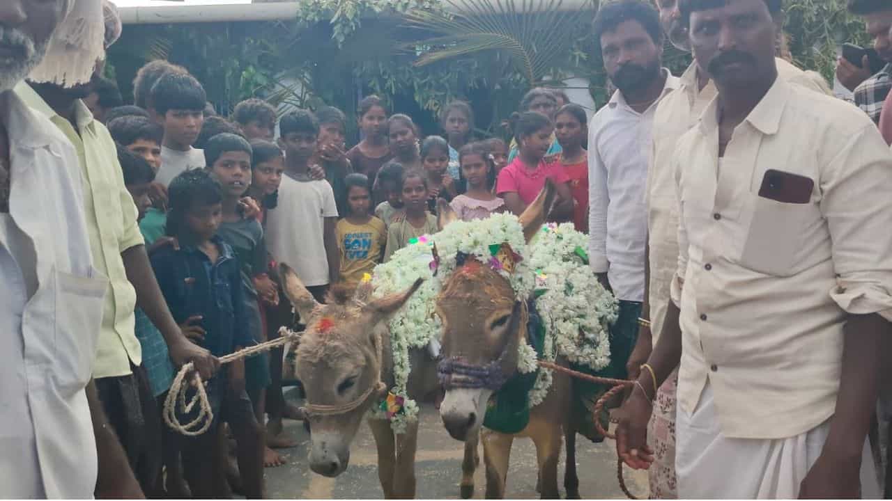 డప్పు వాయిద్యాలతో గాడిదలను ఊరేగింపుగా తీసుకొచ్చి సాంప్రదాయ పద్ధతిలో పూజలు చేసి, గాడిదలపై పసుపు నీళ్లు చల్లుతారు. వివాహానికి సిద్ధం చేసిన గాడిదలకు పసుపు, కుంకుమతో బొట్టు పెట్టి.. పూలతో అలంకరించి పూజ చేశారు. అచ్చం మనుషులకు చేసే పెళ్లి తంతులో మాదిరిగా ఒడి బియ్యం పెట్టారు. దండలు కూడా మార్చి  తాళి కట్టించి అక్షింతలు వేసి గాడిదలను ఆశీర్వదించారు.