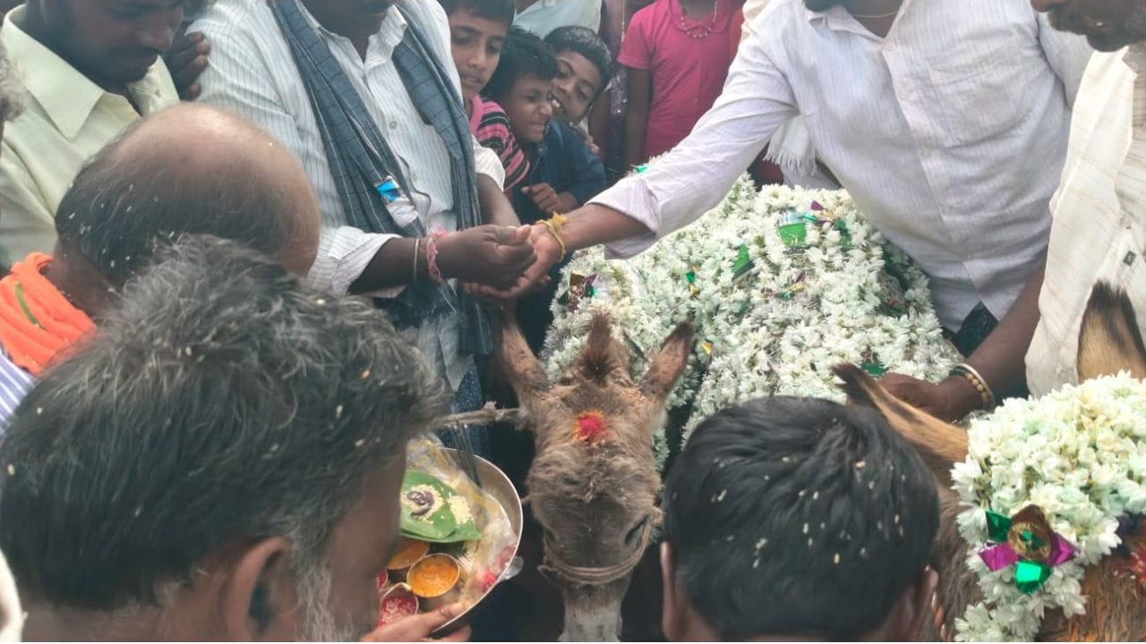గ్రామంలోని శంకేరేశ్వర స్వామి దేవాలయంలో వర్షాలు సమృద్ధిగా కురవాలని మొక్కుకొని గాడిదలకు ఈ పెళ్లి తంతును నిర్వహించారు. వర్షాలు పడక కరువు పరిస్థితులు ఏర్పడినప్పుడు, వరుణ దేవుడిని ప్రసన్నం చేసుకోవడానికి ఈ సంప్రదాయాన్ని నిర్వహిస్తారు. గ్రామంలో మనుషుల పెళ్లిలాగే గాడిదల పెళ్ళికి ఘనంగా ఏర్పాట్లు చేసారు. 
