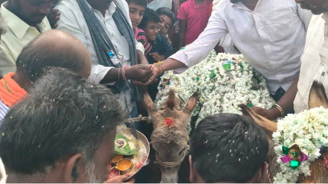 గ్రామంలోని శంకేరేశ్వర స్వామి దేవాలయంలో వర్షాలు సమృద్ధిగా కురవాలని మొక్కుకొని గాడిదలకు ఈ పెళ్లి తంతును నిర్వహించారు. వర్షాలు పడక కరువు పరిస్థితులు ఏర్పడినప్పుడు, వరుణ దేవుడిని ప్రసన్నం చేసుకోవడానికి ఈ సంప్రదాయాన్ని నిర్వహిస్తారు. గ్రామంలో మనుషుల పెళ్లిలాగే గాడిదల పెళ్ళికి ఘనంగా ఏర్పాట్లు చేసారు. 