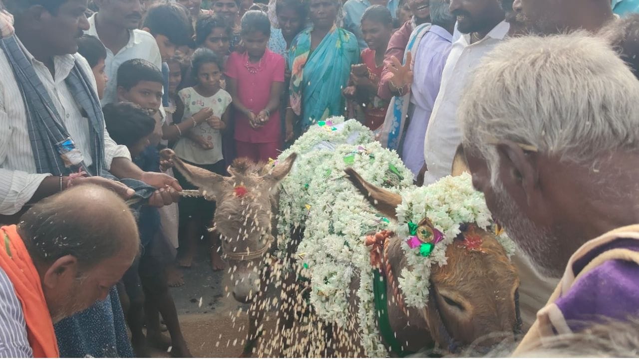 కరువు కాటకాలతో ఇబ్బందులు పడుతున్నప్పుడు వర్షాలు సమృద్ధిగా కురవనప్పుడు గాడిదలకు పెళ్లి చేసి పూజించే వింత ఆచారం ఈ ప్రాంతంలో ఉంది. ప్రస్తుతం ఎల్ నీనో ప్రభావంతో వానదేవుడు ముఖం చాటేయడంతో గ్రామస్తులందరూ ఎప్పటి నుంచో పాటిస్తున్న ఈ వింత ఆచారాన్ని మరోసారి నిర్వహించారు.