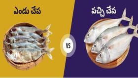 పచ్చివి లేదా ఎండినవి.. ఆరోగ్యానికి ఏ చేపలు బెస్ట్..
