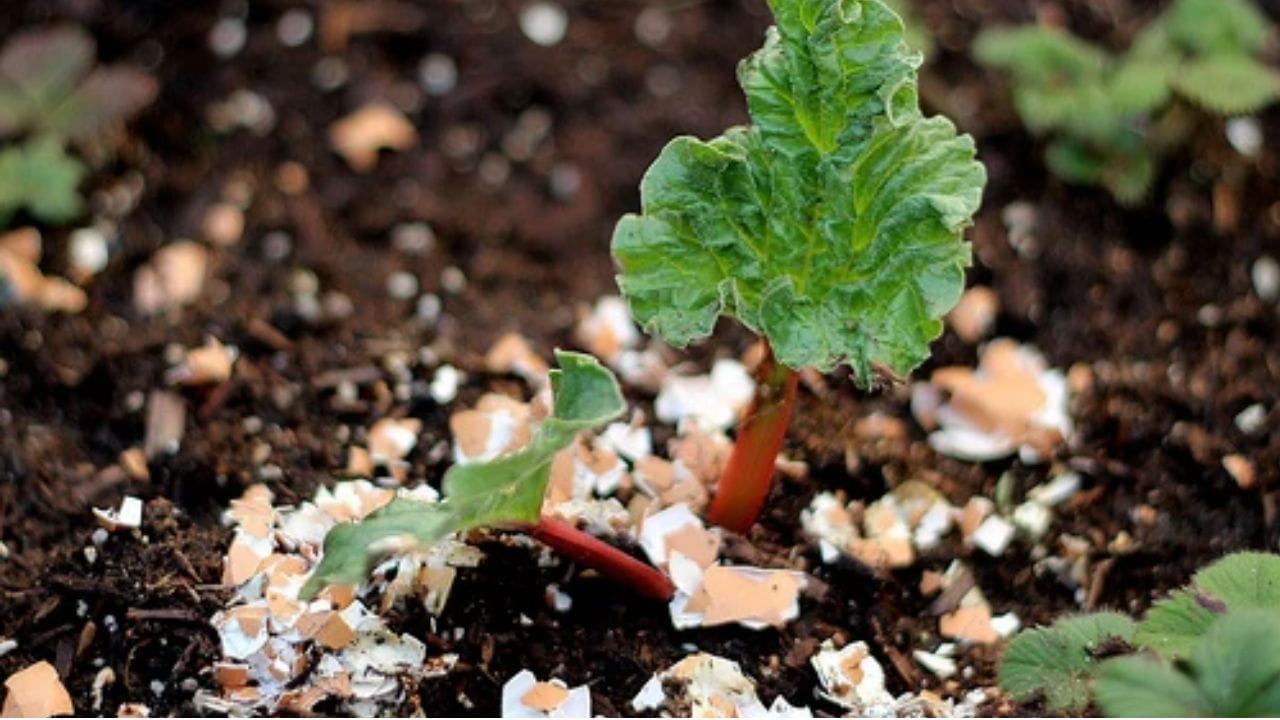 Eggshells Gardening Hacks (1)