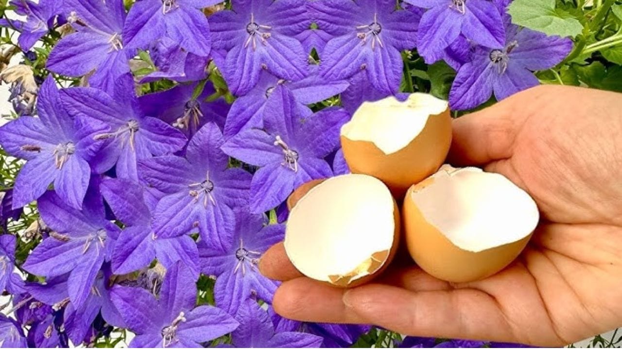 Eggshells Gardening Hacks (2)