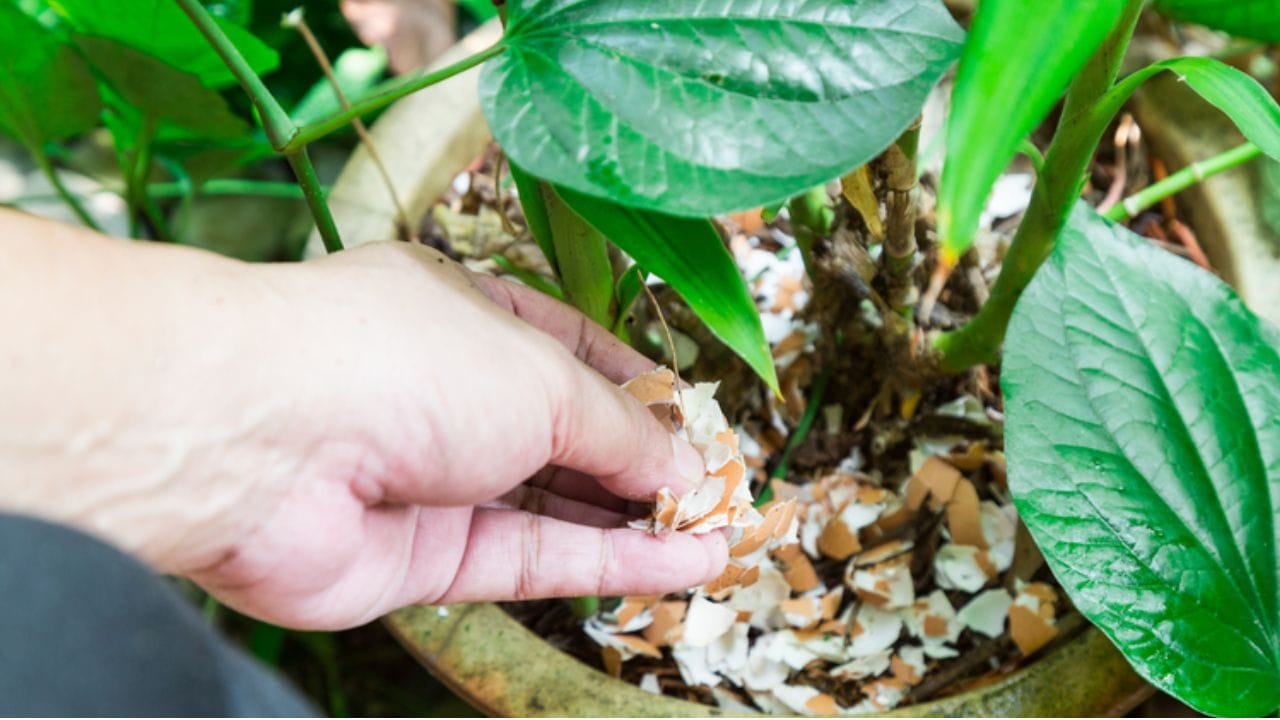 Eggshells Gardening Hacks