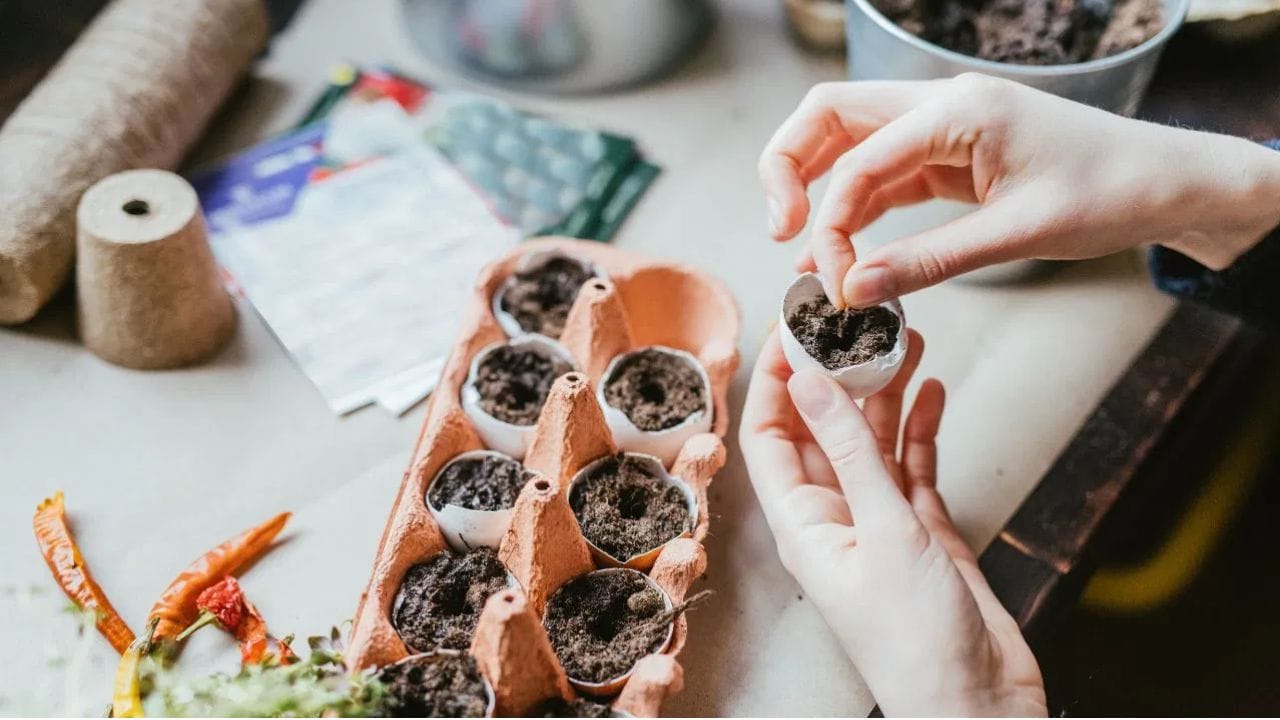 Eggshells Gardening Hacks