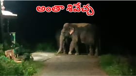 శ్రావణం మాసం రోజు శివాలయం ముందుకు ఏనుగుల గుంపు