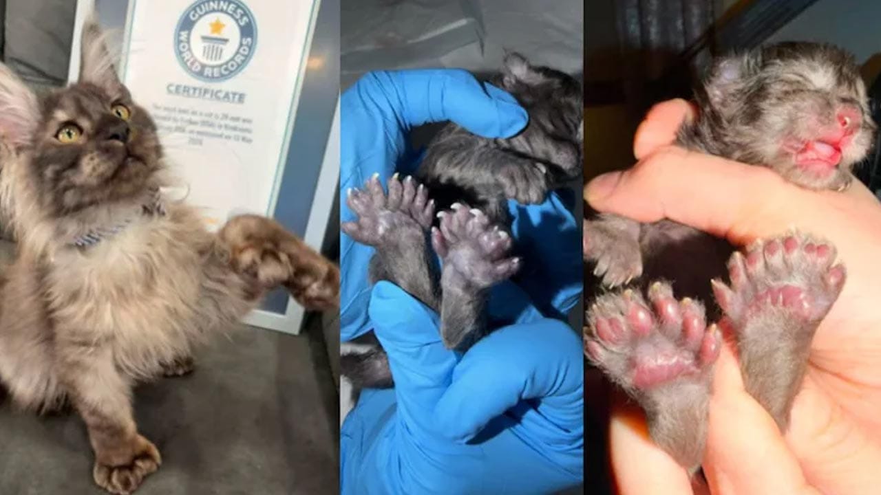 Erebus Anomaly Cat