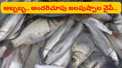 జలపుష్పాలా మజాకా.. చేపలు తింటే జింగ్ జింగ్ అమేజింగే..