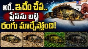 అరే.. ఇదేం చేప.. ప్లేస్‌ను బట్టి రంగు మార్చేస్తోంది!