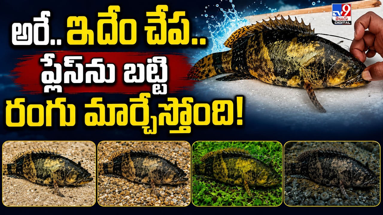 అరే.. ఇదేం చేప.. ప్లేస్ను బట్టి రంగు మార్చేస్తోంది! అరే.. ఇదేం చేప.. ప్లేస్ను బట్టి రంగు మార్చేస్తోంది!