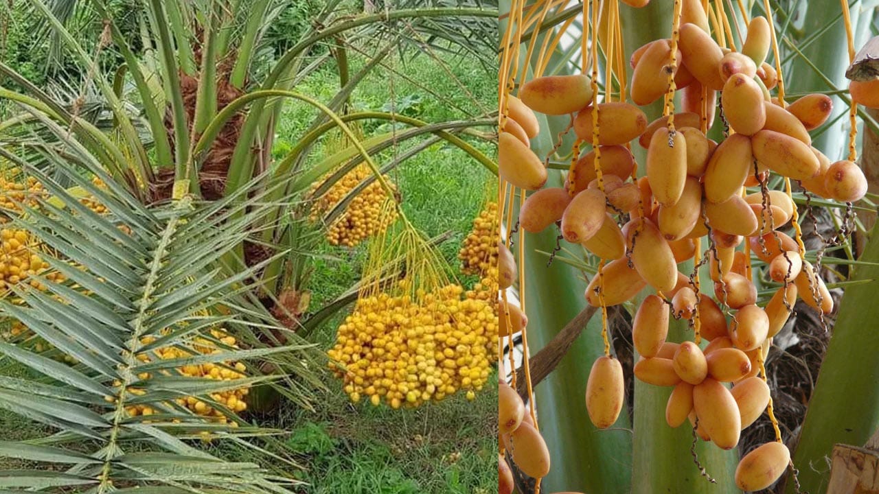 Fresh Dates For Bone Health