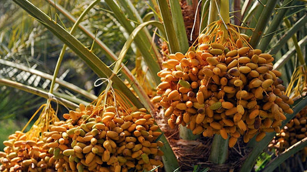 Fresh Dates In Monsoon