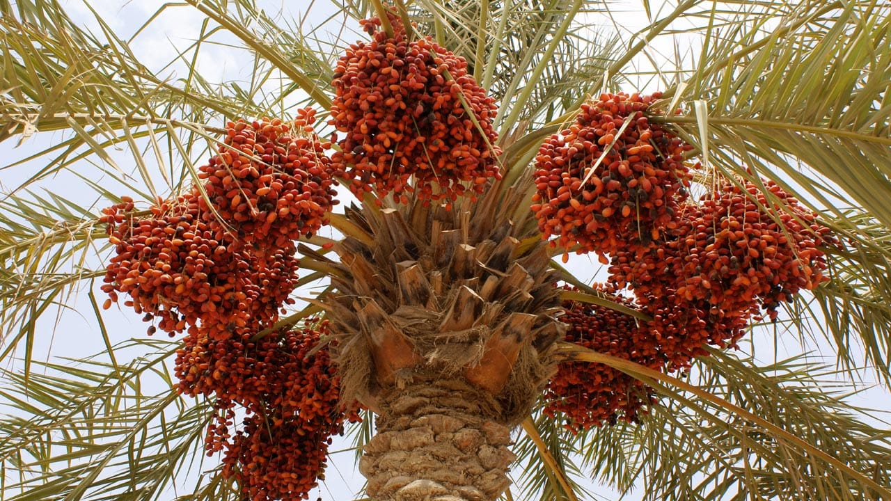 Fresh Dates Nutrition