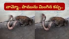 వాయమ్మో ఏంట్రా ఇది.. నాగుపామును మింగిన కప్ప.. ఇదిగో వీడియో