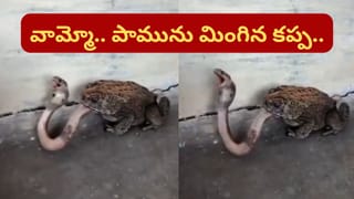 వాయమ్మో.. నాగుపామును కరకర నమిలి మింగేసిన కప్ప.. నెట్టింట దుమ్ములేపుతున్న వీడియో..