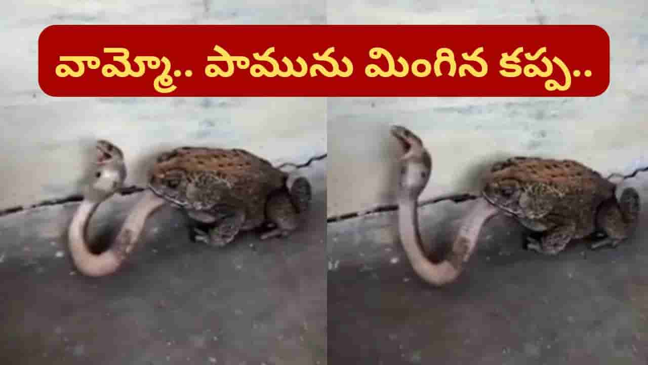 వాయమ్మో.. నాగుపామును కరకర నమిలి మింగేసిన కప్ప.. నెట్టింట దుమ్ములేపుతున్న వీడియో..