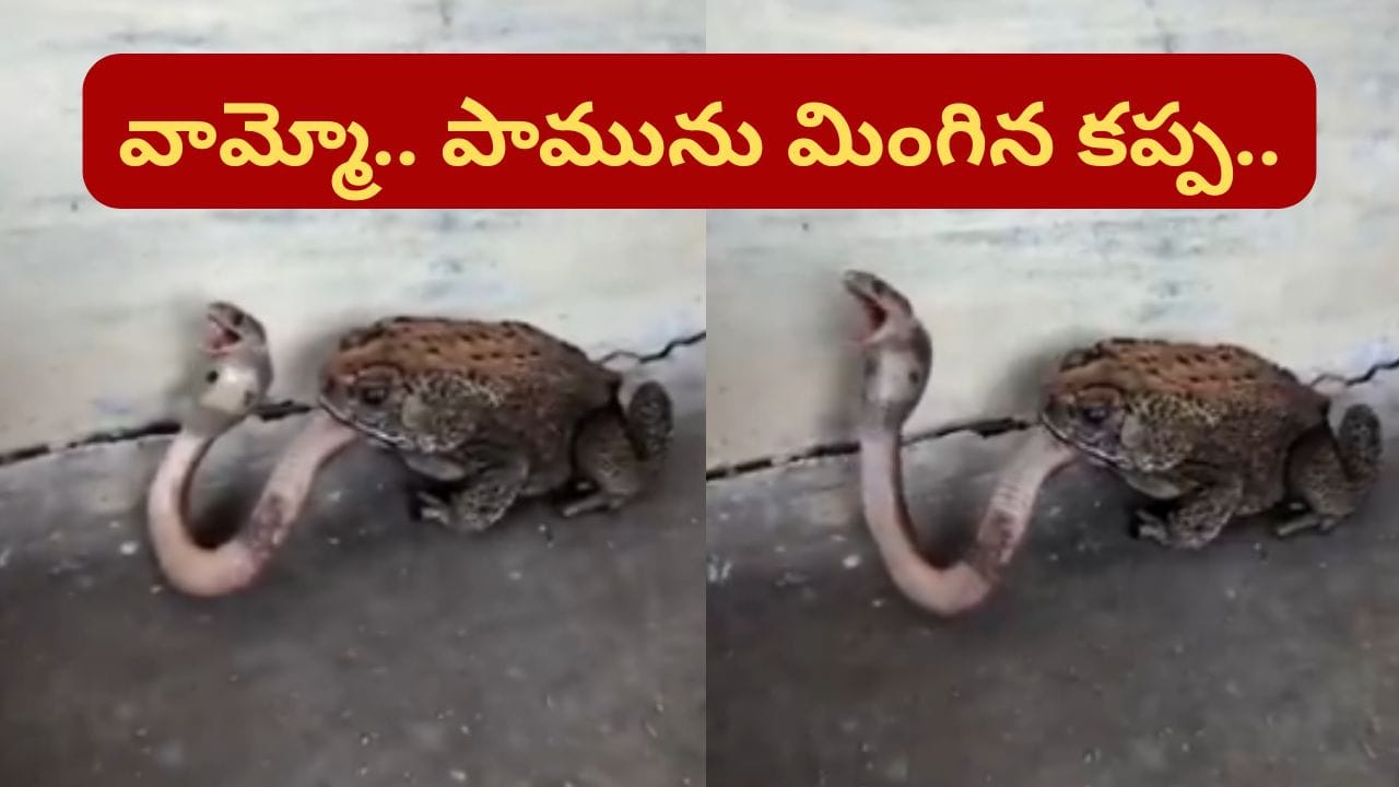 వాయమ్మో.. నాగుపామును కరకర నమిలి మింగేసిన కప్ప.. నెట్టింట దుమ్ములేపుతున్న వీడియో..
