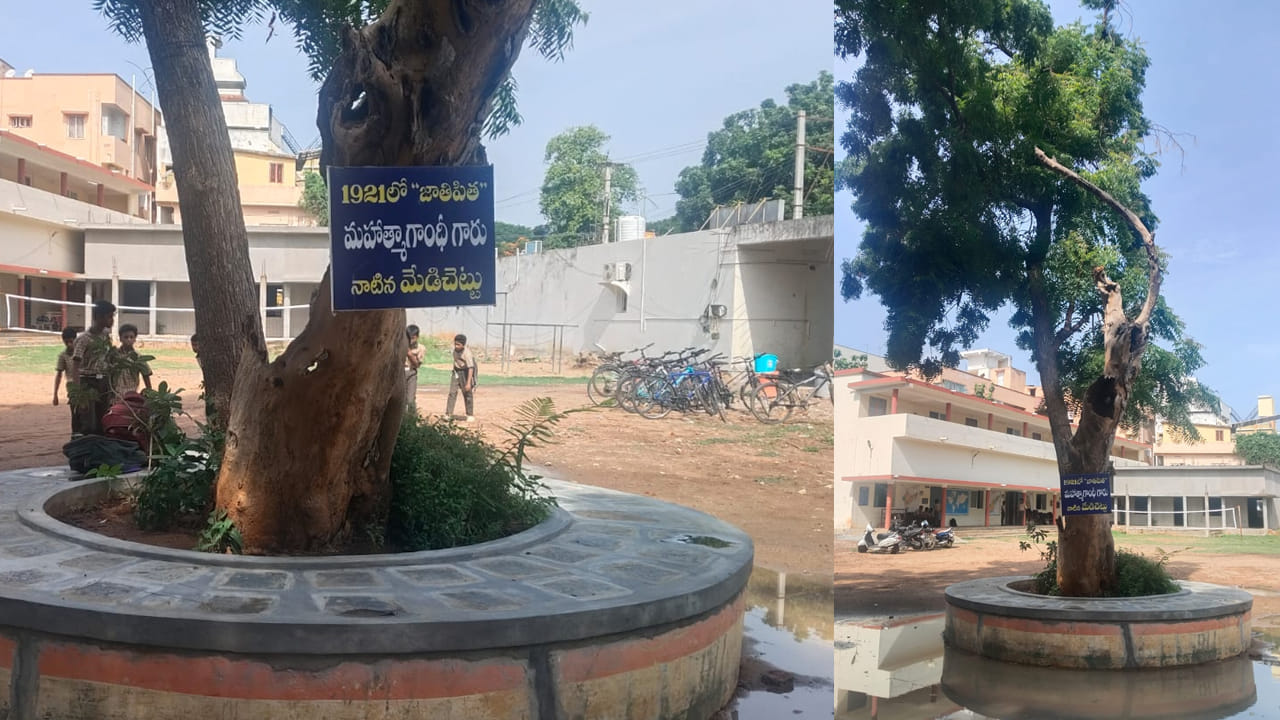 1921లో ఏలూరులో గాంధీ తాత నాటిన మొక్క ఇప్పుడు ఎలా ఉందో తెలుసా?