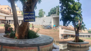 1921లో ఏలూరులో గాంధీ తాత నాటిన మొక్క ఇప్పుడు ఎలా ఉందో తెలుసా?