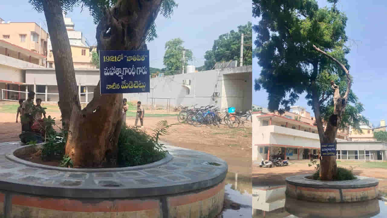 1921లో ఏలూరులో గాంధీ తాత నాటిన మొక్క ఇప్పుడు ఎలా ఉందో తెలుసా?