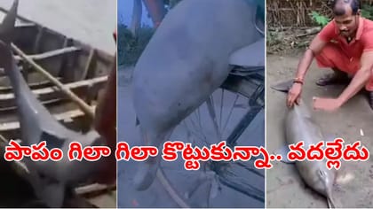 రీల్స్‌ పిచ్చితో అరుదైన డాల్ఫిన్ సైకిల్‌పై తిప్పిన వ్యక్తి..