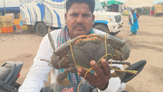 Andhra: భలే.. భలే.. మండ పీత.. ఎంత రేటు పలికిందో తెలుసా..?