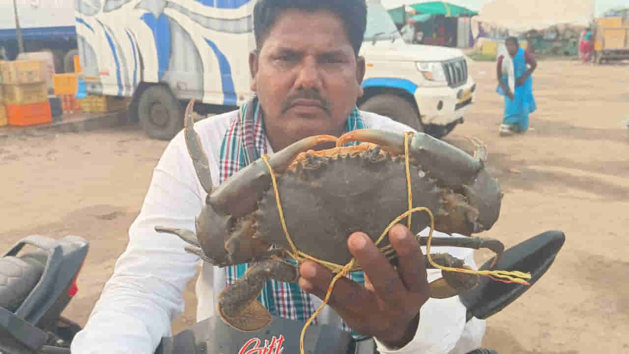 Andhra: భలే.. భలే.. మండ పీత.. ఎంత రేటు పలికిందో తెలుసా..?