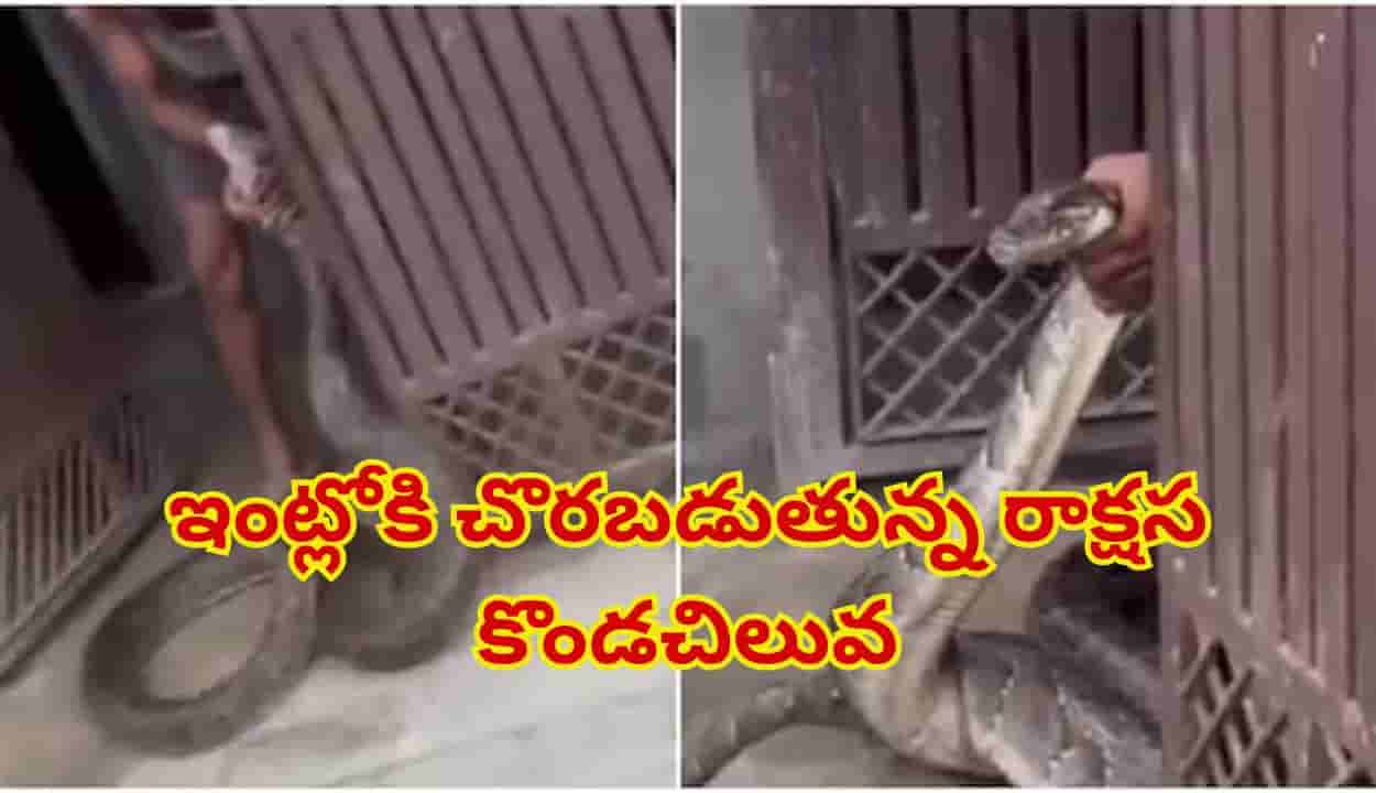 Viral Video: ఎలాగైనా సరే ఇంట్లోకి దూరాల్సిందే.. రాక్షస కొండచిలువ తోక పట్టుకుని సాహస పోరాటం చేసిన యజమాని!