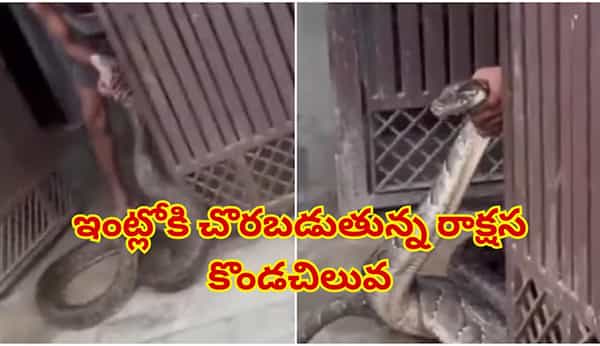 Viral Video: గేటు ఓపెన్ ఉంది.. లోపలికి దూసుకొచ్చిన భారీ కొండచిలువ.. చివరకు ఏమైందంటే..