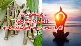 ఆరోగ్యానికి అద్భుత ఔషధం,సర్వరోగ నివారిణి అమృతవల్లి! ఖాళీ కడుపుతో