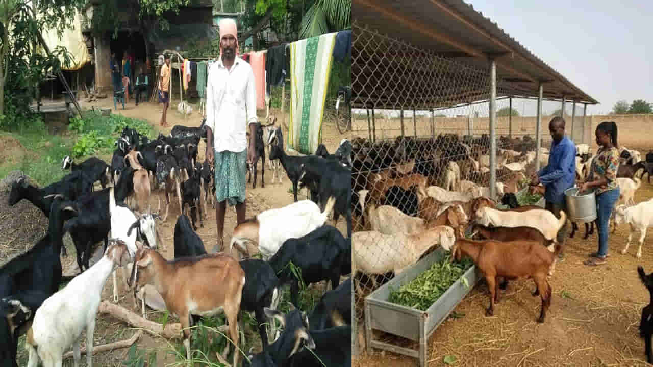 Goat Farming: ఏ మేక జాతి ఎక్కువ ఆదాయం, పాలను ఇస్తుంది? ఈ మేకలతో కోటీశ్వరులు కావచ్చు..!