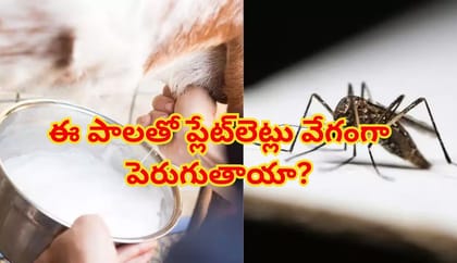 డెంగ్యూకి మేక పాలు మేలు చేస్తాయా? ప్లేట్‌లెట్లు వేగంగా పెరుగుతాయా