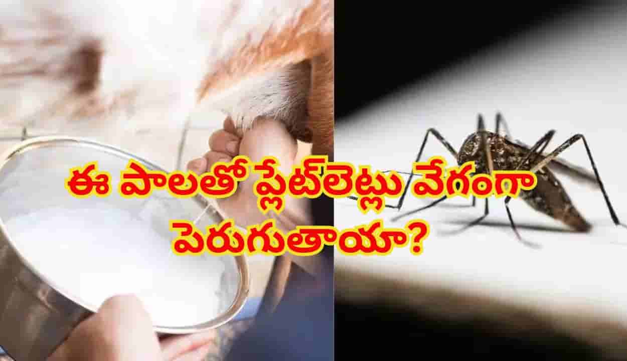 డెంగ్యూకి మేక పాలు మేలు చేస్తాయా? ప్లేట్లెట్లు వేగంగా పెరుగుతాయా? డాక్టర్లు చెప్పే నిజమేంటో తెలిస్తే..