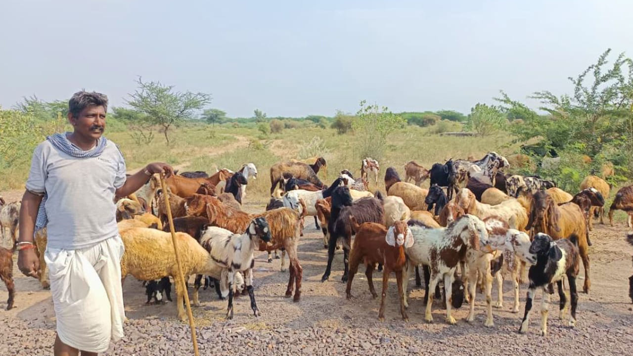 Goat Farmers: మేకల పెంపకందారులకు కేంద్ర సర్కార్‌ అదిరిపోయే శుభవార్త..! | Kisan Credit Card (KCC) Loan For Goat Pig Fish Animal Husbandry Solar Pump Benefits