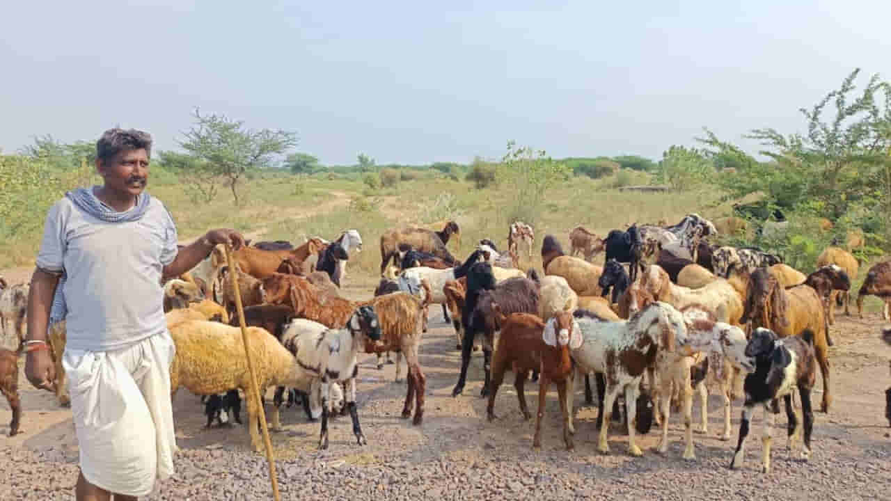 Goat Farmers: మేకల పెంపకందారులకు కేంద్ర సర్కార్ అదిరిపోయే శుభవార్త..!