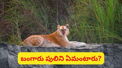 కాజీరంగాలో అరుదైన బంగారు పులి దర్శనం.. ఈ ప్రత్యేక రంగు వెనుక ఉన్న