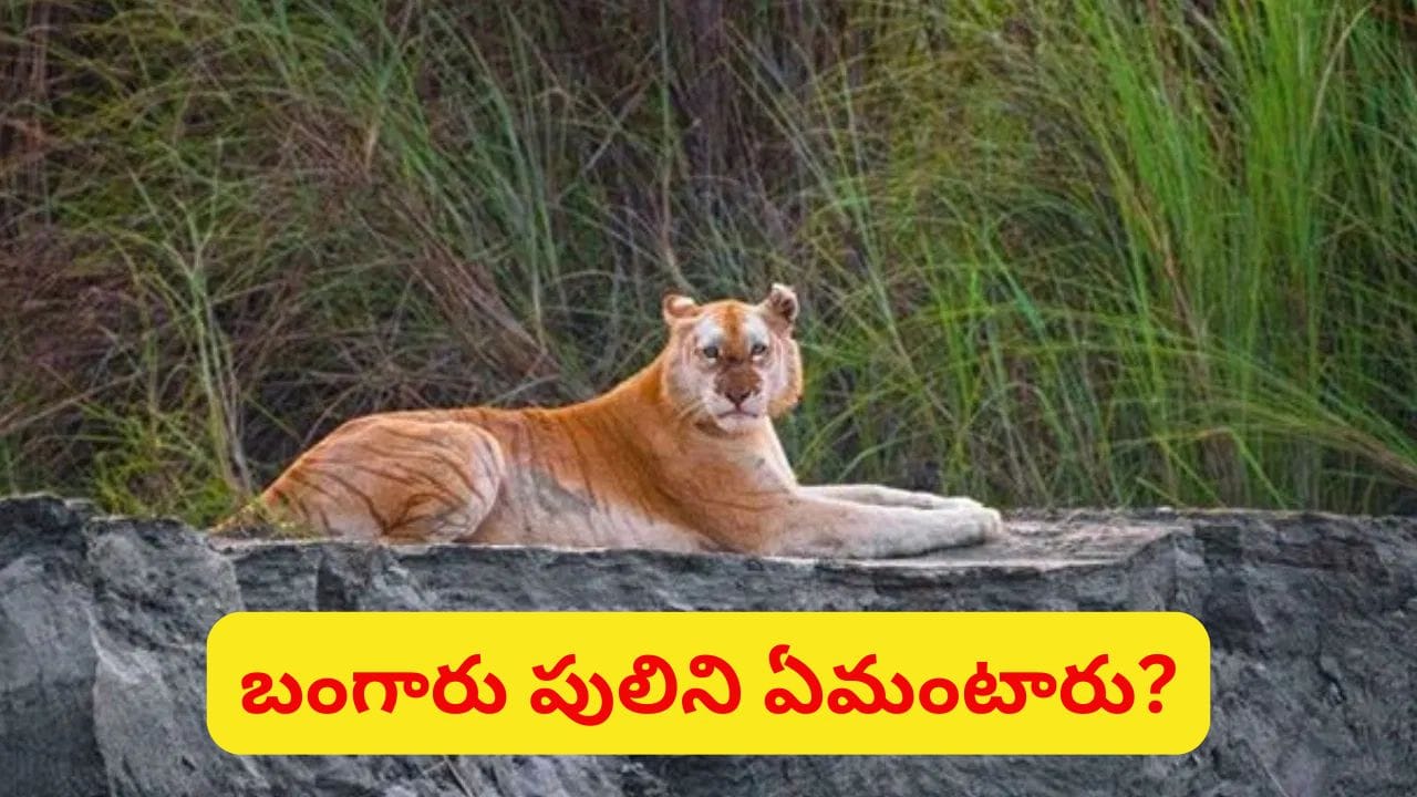 కాజీరంగాలో అరుదైన బంగారు పులి దర్శనం.. ఈ ప్రత్యేక రంగు వెనుక ఉన్న జన్యు రహస్యం ఇదే!