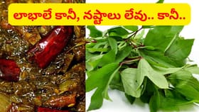 ఆంధ్రమాత గోంగూరను వాటితో కలిపి అస్సలు వండొద్దు.. ఎందుకంటే..