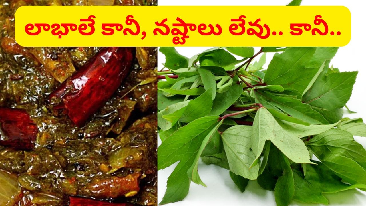 సర్వరోగాలను తరిమికొట్టే ఆంధ్రమాత.. గోంగూరను వాటితో కలిపి అస్సలు వండొద్దు..