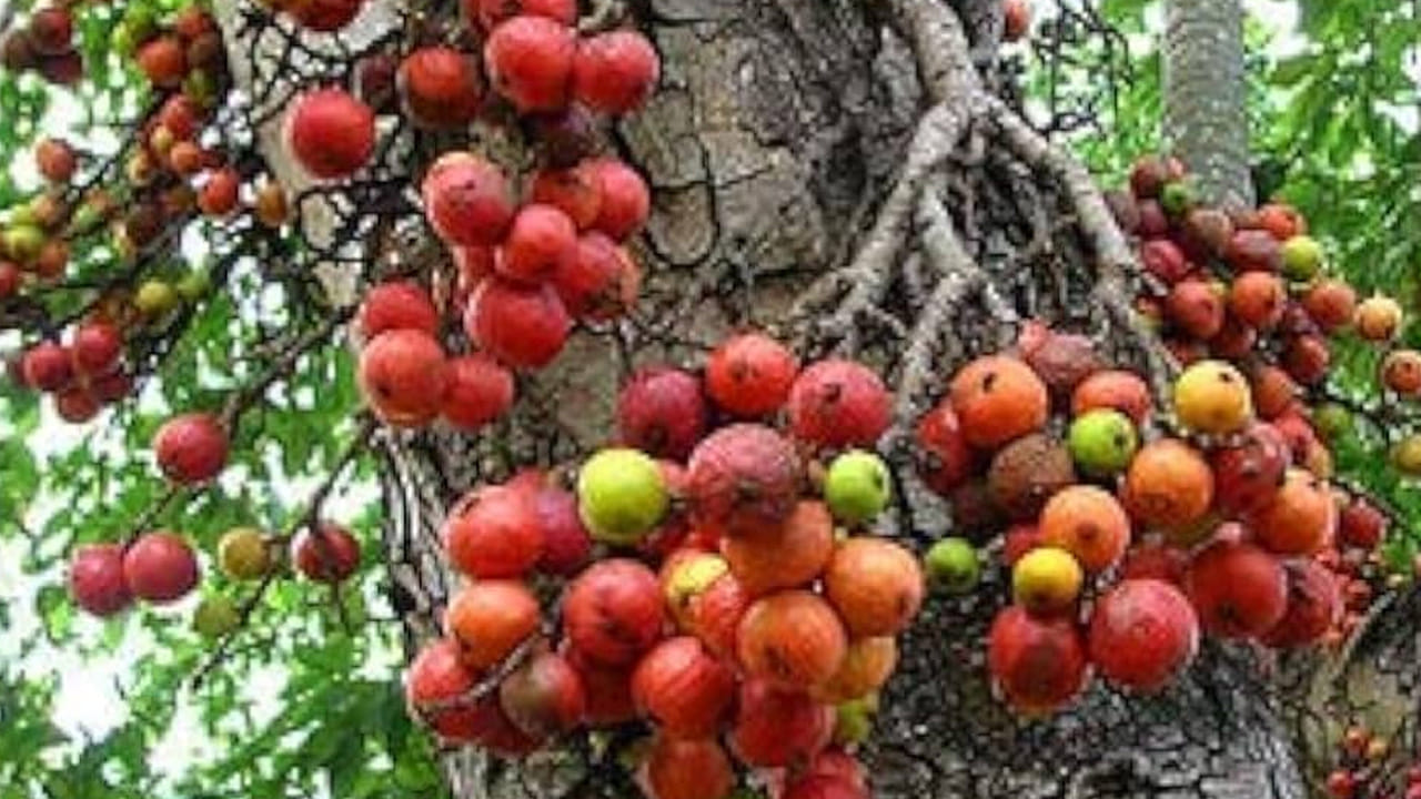 లివర్ ఆరోగ్యం: మేడి చెట్టు బెరడు కషాయం కాలేయాన్ని శుద్ధి చేయడంలో ఎంతో బాగా పనిచేస్తుంది. ఇది లివర్లో పేరుకుపోయిన విషతుల్యాలను తొలగించి, కాలేయ ఇన్ఫెక్షన్లను తగ్గిస్తుంది. బెరడు కషాయం కాలేయంలోని విష వ్యర్థాలను తొలగిస్తుంది. కడుపునొప్పి, గ్యాస్, ఎసిడిటీతో బాధపడేవారు మేడి పండ్లను తీసుకోవడం వల్ల పొట్టలోని మంట తగ్గుతుంది. దీని బెరడు కషాయం పొట్టలో అల్సర్లను నయం చేసి, జీర్ణక్రియను మెరుగుపరుస్తుంది.
