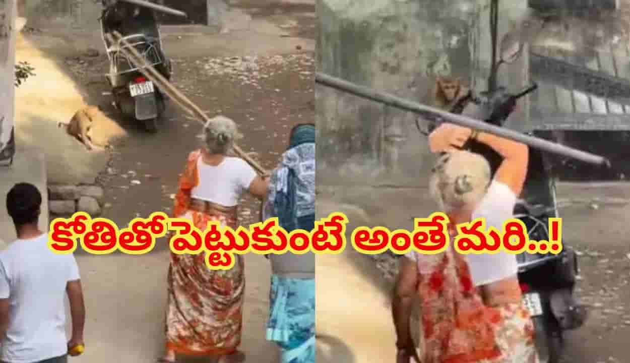బామ్మ వర్సెస్ కోతి ఫైటింగ్ చూస్తే పొట్ట చెక్కలే..నవ్వి నవ్వి పోతే మాకు సంబంధం లేదు..!