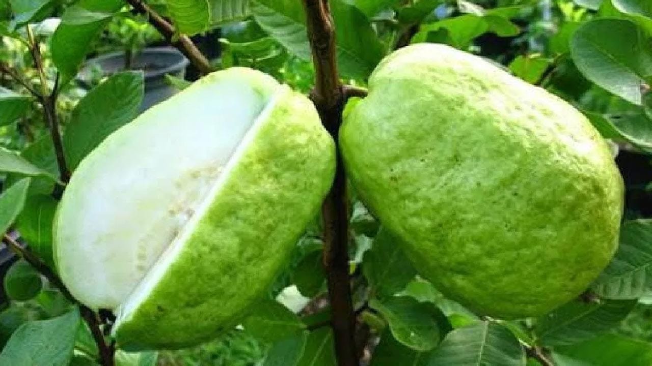 కిడ్నీ వ్యాధిగ్రస్తులకు ఇబ్బంది: జామపండులో పొటాషియం, విటమిన్ C స్థాయిలు ఎక్కువగా ఉంటాయి. కిడ్నీ సమస్యలు లేదా కిడ్నీలో రాళ్లు ఉన్నవారు పొటాషియం అధికంగా ఉండే ఆహారాన్ని పరిమితంగా తీసుకోవాలి. జామ గింజలు జీర్ణం కావడం కాస్త కష్టం కాబట్టి కిడ్నీ రోగులు వైద్యుల సలహా మేరకు మాత్రమే తినాలి.