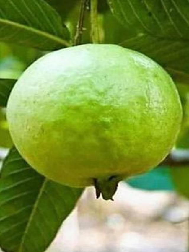 వర్షాకాలంలో జామకాయ తింటే ఏమౌతుంది?