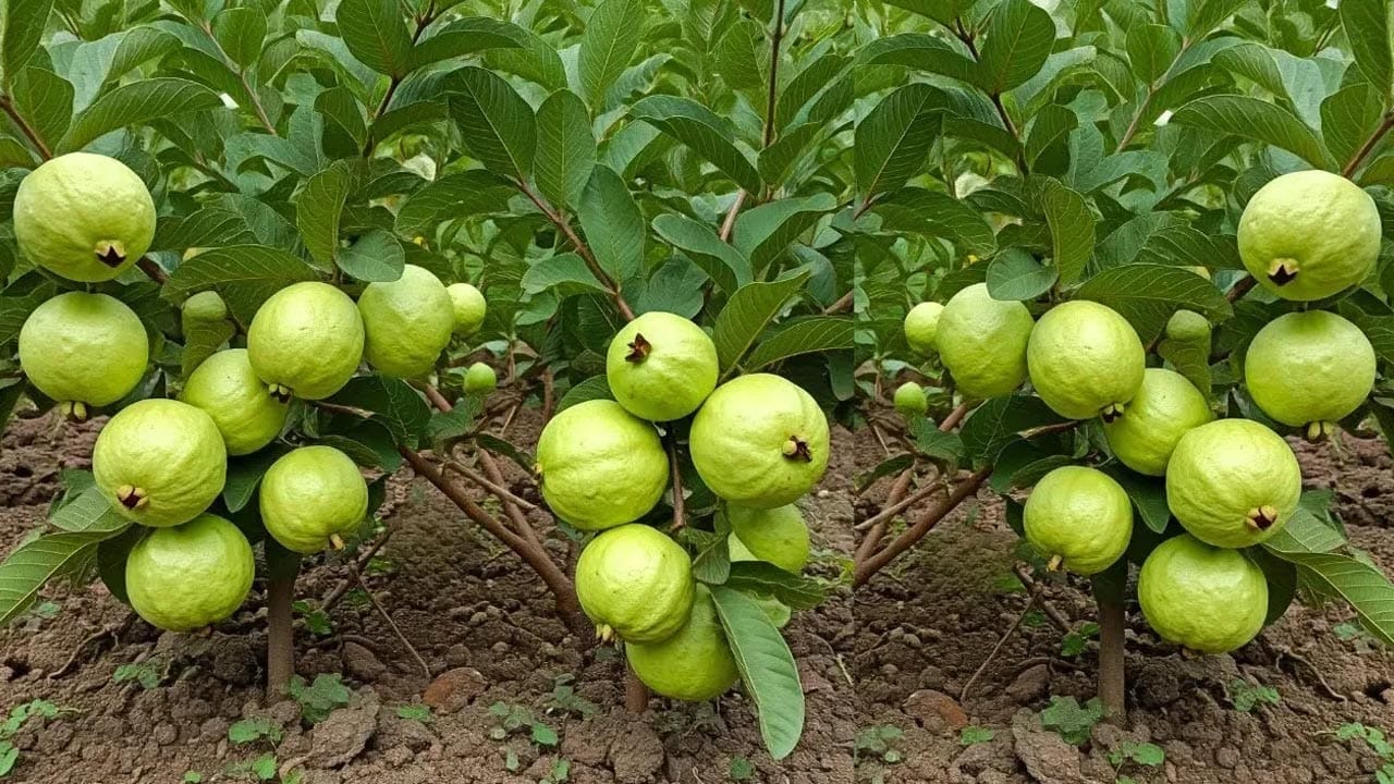 Guava Side Effects