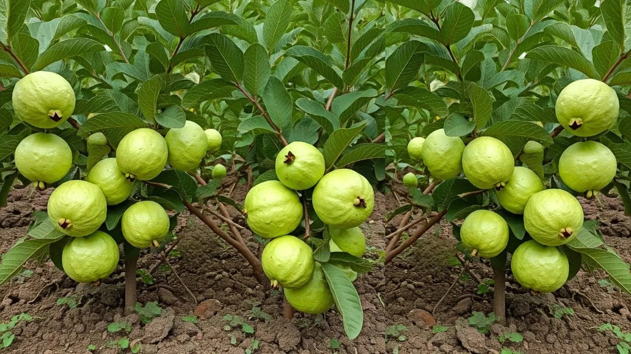 ఇక అసలు పోలిక విషయానికి వస్తే.. విటమిన్ సీ పరిమాణంలో జామపండు, నారింజ కంటే ఎంతో ముందంజలో ఉంది. పోషకాహార గణాంకాల ప్రకారం 100 గ్రాముల నారింజ పండులో సుమారు 53 మిల్లీగ్రాముల విటమిన్ సి ఉంటే, అదే 100 గ్రాముల జామపండులో ఏకంగా 228 మిల్లీగ్రాముల విటమిన్ సీ ఉంటుంది. అంటే ఒక నారింజ పండు కంటే జామపండులో నాలుగు రెట్లకు పైగా విటమిన్ సి లభిస్తుంది. ఒకే ఒక్క జామపండు తింటే మన శరీరానికి రోజుకు కావలసిన విటమిన్ సి అవసరం పూర్తిగా తీరిపోతుంది.