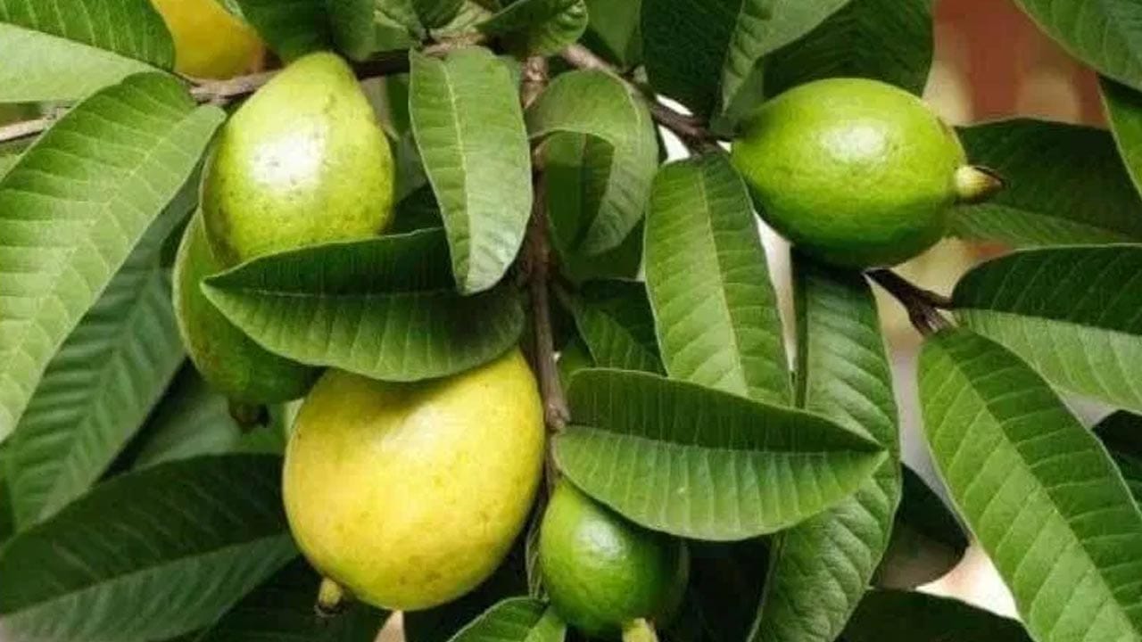 రక్తంలో చక్కెర స్థాయిలపై ప్రభావం: పండుగా ఉన్న జామపండు గ్లైసెమిక్ ఇండెక్స్ తక్కువగానే ఉన్నప్పటికీ, మితిమీరి తింటే అందులోని సహజ చక్కెరల వల్ల రక్తంలో గ్లూకోజ్ స్థాయిలలో మార్పులు రావచ్చు. ముఖ్యంగా మధుమేహం ఉన్నవారు రోజుకు ఒక చిన్న జామపండు కంటే ఎక్కువ తినకూడదు.