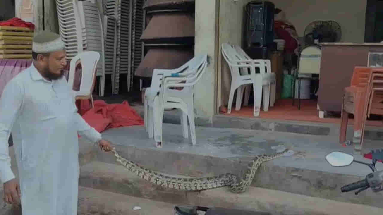 పల్లెలోనే కాదు.. నగరాల్లోనూ కొండ చిలువల హల్చల్! హైదరాబాద్ పాతబస్తీలో..