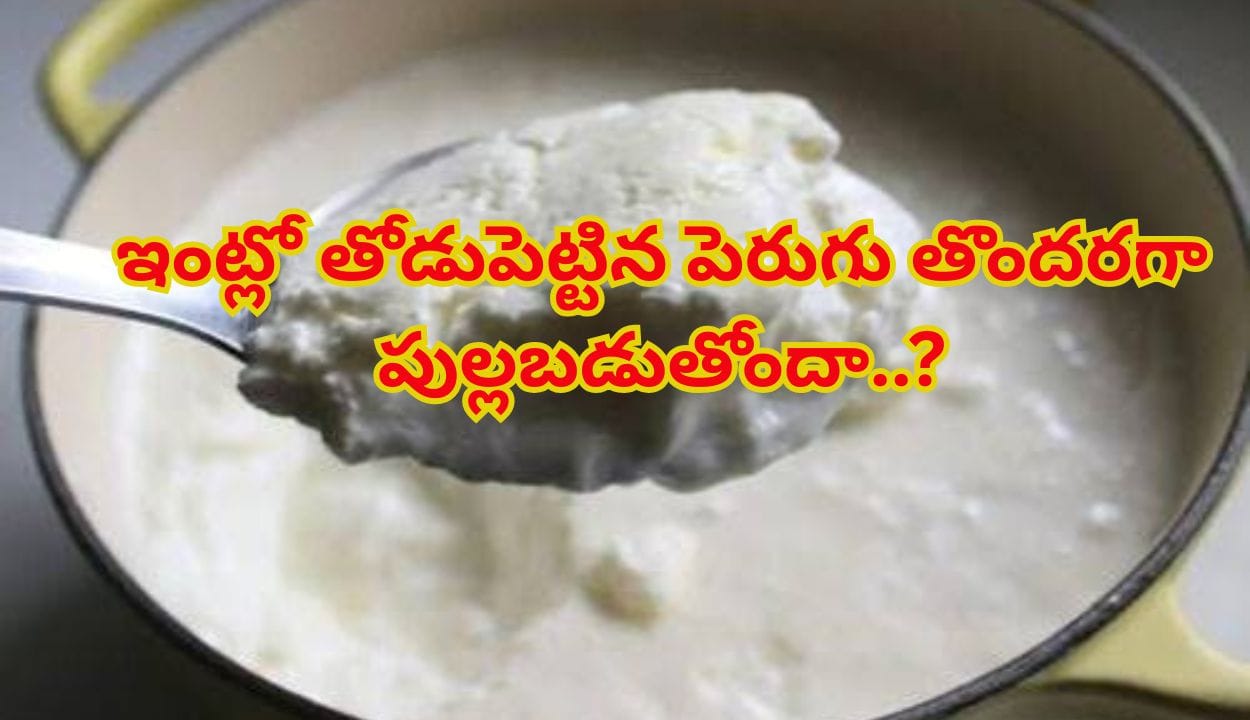 పెరుగు ఎలా తోడు పెట్టినా పుల్లగా అవుతుందా..? తియ్యగా, కమ్మగా కావాలంటే ఇలా చేయండి..